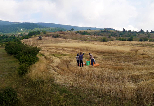 برداشت محصول جو وگندم توسط کشاورزان از مزارع  در روستای ارضت