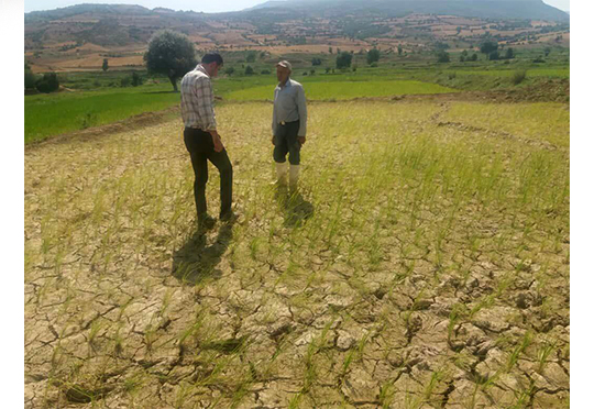 بازدید مسئول مرکز دهستان شهدا از مزارع شالیزاری که دچار کمبود آب بوده و خشک شده اند - 1400/04/09