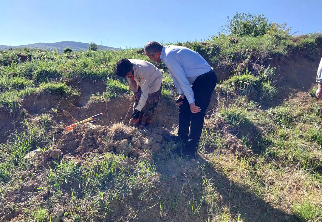 بازدید همزمان مدیر خدمات کشاورزی دهستان شهدا از اقدامات صورت گرفته دهیاری در خصوص پیوند نهالهای گردو